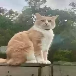 lost male cat george