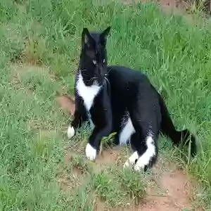 lost male cat baby