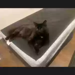 lost male cat hank