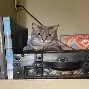 lost male cat rambo