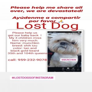 lost male dog munchkin