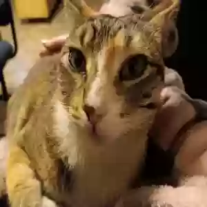 lost female cat hazel