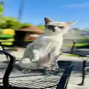 lost female cat unknown