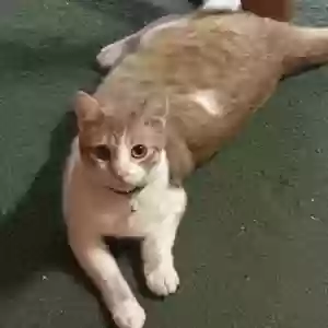 lost male cat creature