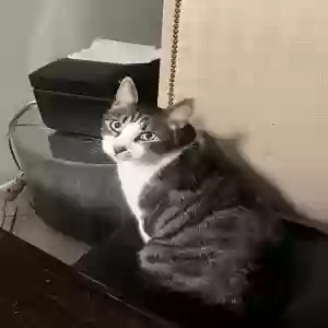 lost male cat romeo