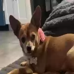 lost female dog coco