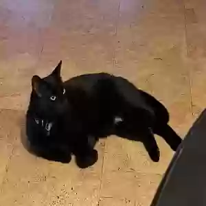 lost male cat anakin