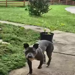 found female dog unknown