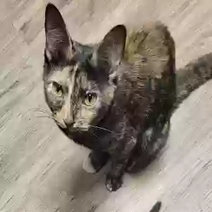 lost female cat pumpkin