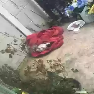 found unknown cat unknown