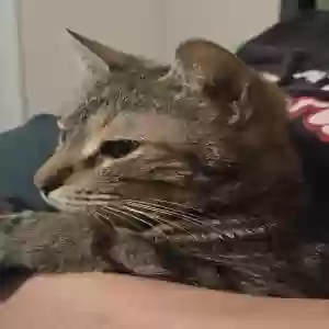 found unknown cat unknown
