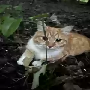 lost female cat unknown