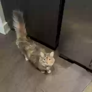 lost female cat minnow