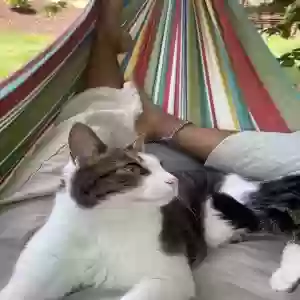 lost female cat nova
