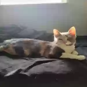 lost female cat creature