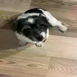 lost male dog bosco