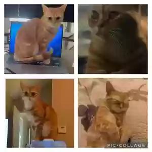 lost female cat goose
