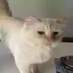 lost male cat stewie
