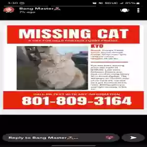 lost male cat kyo