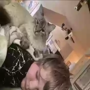 lost male cat walter
