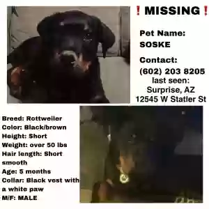 lost male dog soske