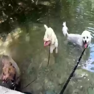 lost male dog perrie