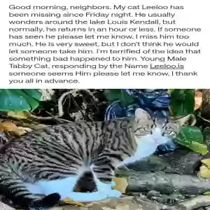 lost male cat leeloo