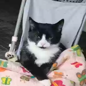 lost female cat mittens