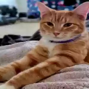 lost male cat unknown