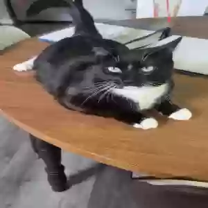 lost female cat unknown