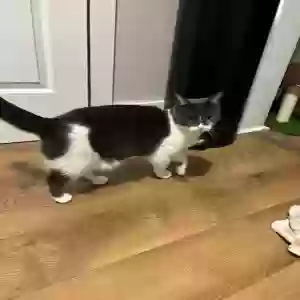 lost female cat lilo