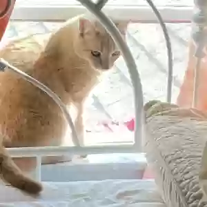 lost male cat indy