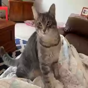 lost male cat smokey
