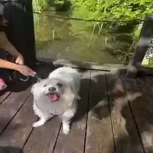lost female dog muñeca /mona