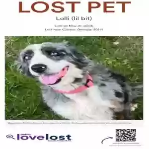 lost female dog lolli