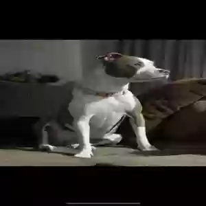 lost female dog nala