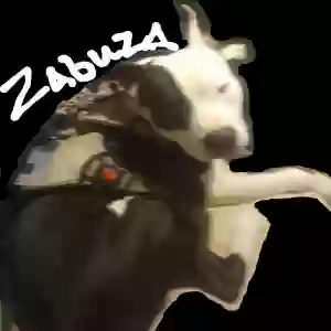 lost male dog zabuza