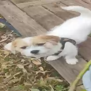 lost male dog simba