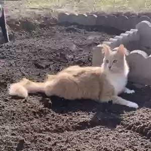 lost male cat goblino