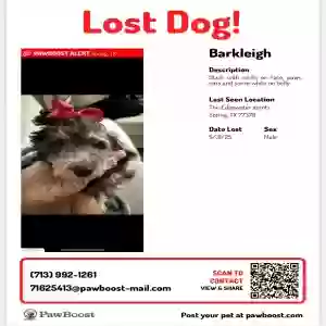 lost male dog barkleigh
