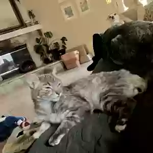lost female cat jango