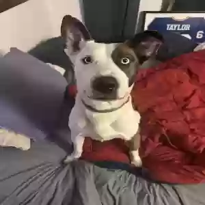 lost male dog baba