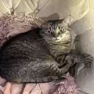 lost female cat kitty/ki-ki