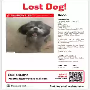 lost female dog coco