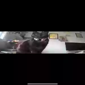 lost male cat bobert