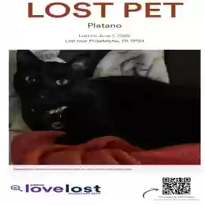 lost male cat platano