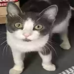 lost female cat ginny