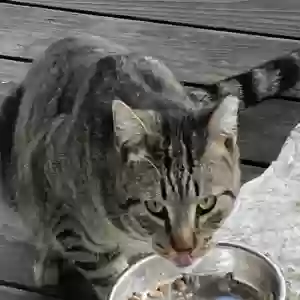 lost male cat stitch-kat