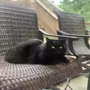 lost male cat ponky