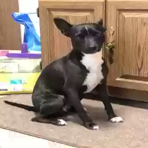 found female dog found pet